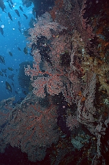 Raja Ampat 2016 - Corail - IMG_4021_rc